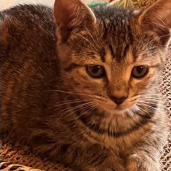 Meet your Posher - Picture 1 of 1